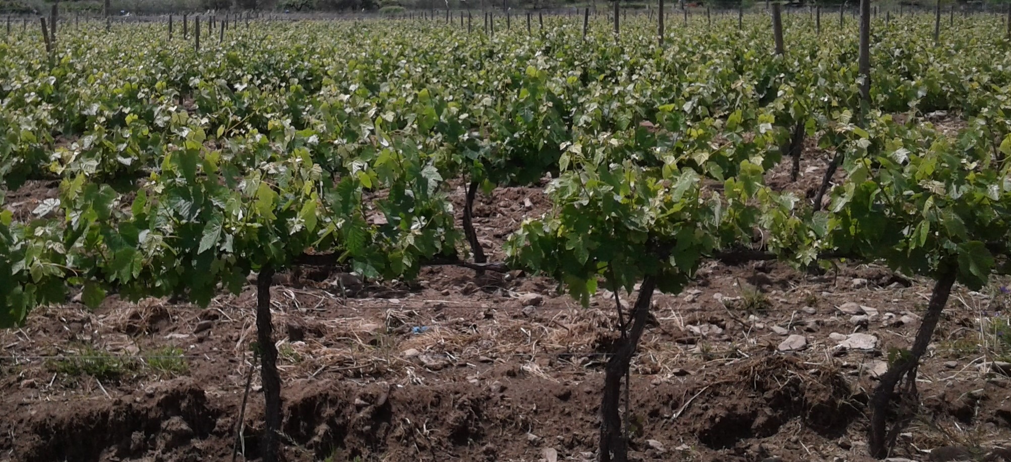 Sete Quintas | Casa da Veia