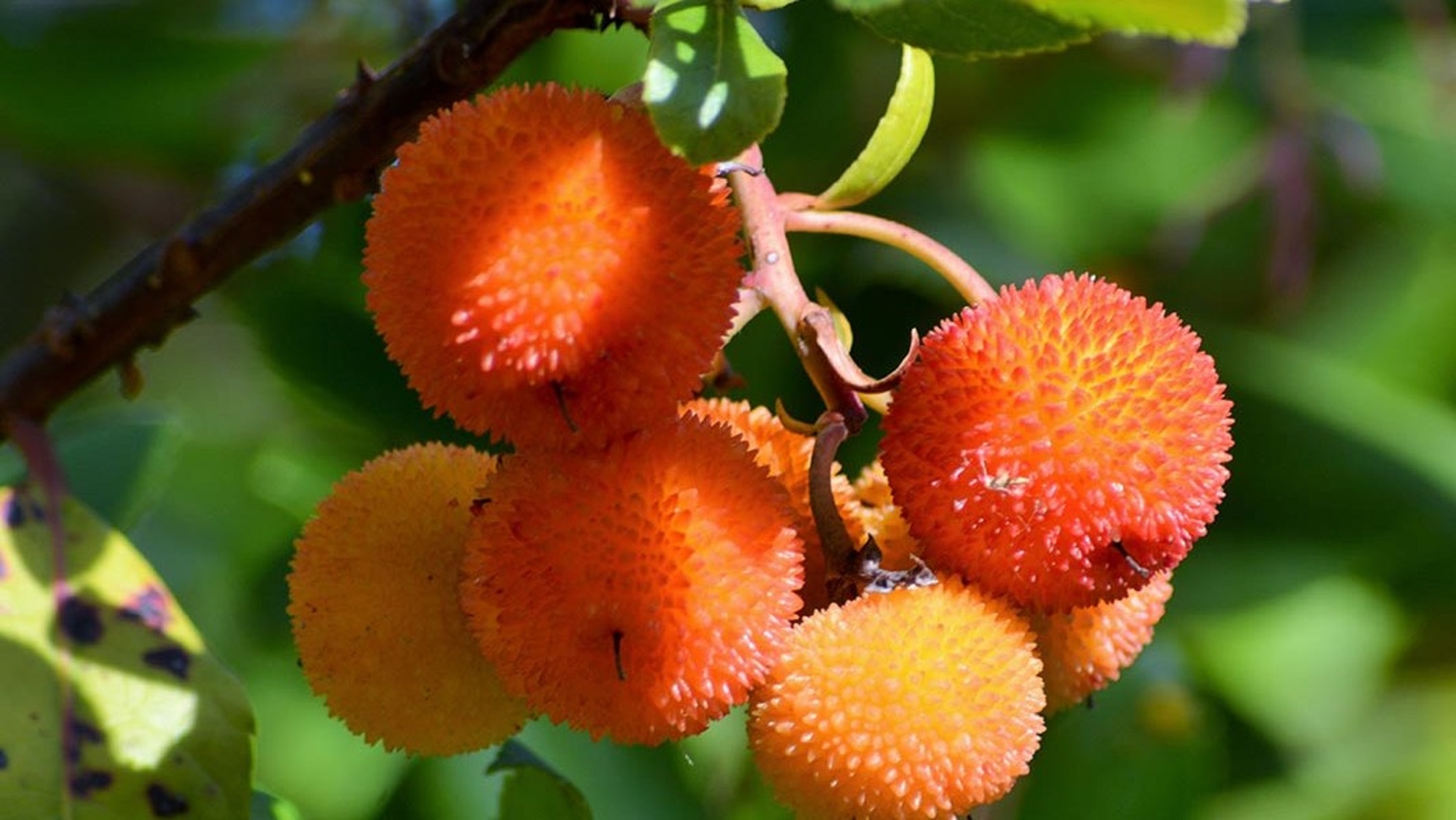 Sete Quintas | Casa da Veia