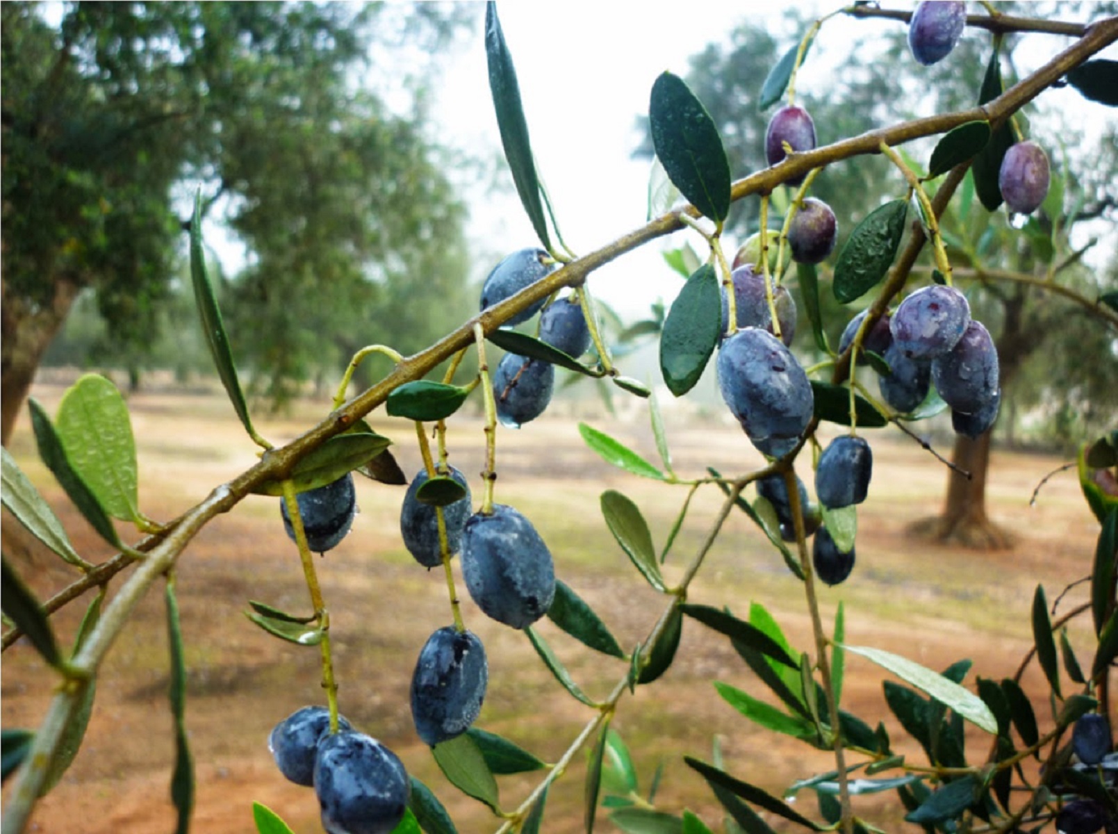 Sete Quintas | Casa da Veia